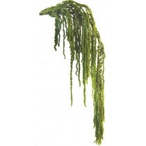 Amaranthus prepariran, zelena mandelj, 40/70, 175 g