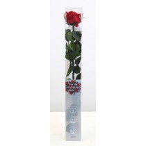 Vrtnica prep. STANDARD s steblom, rdeča, dolž. 55 cm