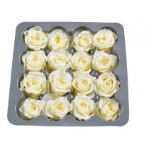 Vrtnice prep. PRINCESA, krem, fi 2-2,5 cm, 16 kosov