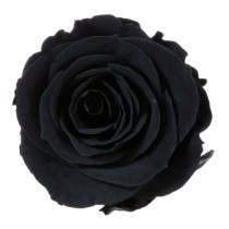 Vrtnice prep. ST, črna, 6 kosov