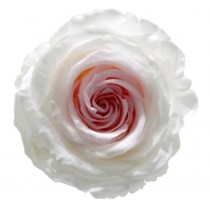 Vrtnice prep. ST BICOLOR, bela / roza, 6 kosov