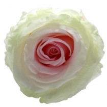 Vrtnice prep. ST TRICOLOR, zeleno / bela / roza, 6 kosov