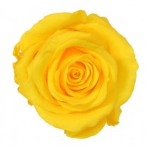 Vrtnice prep. ST, rumena, 6 kosov