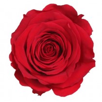 Vrtnice prep. ST, rdeča, 6 kosov