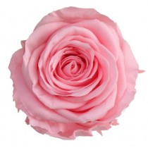 Vrtnice prep. ST, roza pastel, 6 kosov