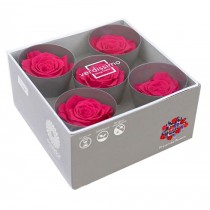 Vrtnice pr. Queen, BR pink, premer ca. 6,3 - 7,3 cm, 5 kosov