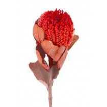 Banksia coccinea, rdeča, 30 kosov