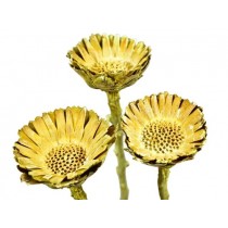 Protea comp. rozete, rumena frosted, 50 kosov