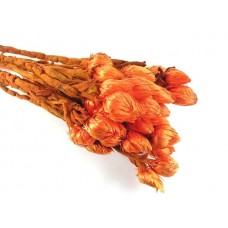 Cap - suhe rože, oranžna, 2 veza 
