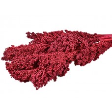 Indian korn, rdeč, 10 kosov