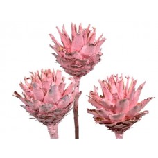Leucospernum x 1, rose frost, 50 kosov