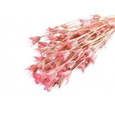 Nigella orientalis, roza, vez