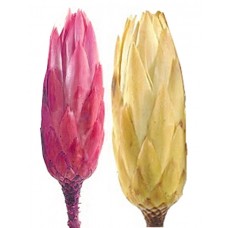 Protea repens, mix krem / pink, 100 kosov