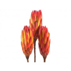 Protea repens, rdeča, 100 kosov