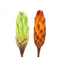 Protea repens, mix zelena / oranž, 100 kosov