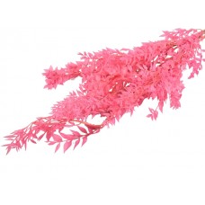 Ruscus, svetlo roza, 150 g