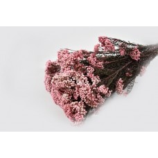 Rice flower, breskev pink, vez