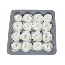Vrtnice prep. PRINCESA, bela, fi 2-2,5 cm, 16 kosov