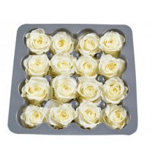 Vrtnice prep. PRINCESA, krem, fi 2-2,5 cm, 16 kosov