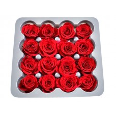 Vrtnice prep. PRINCESA, rdeča, fi 2-2,5 cm, 16 kosov