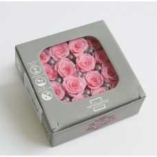 Vrtnice prep. PRINCESA, pastel roza, fi 2-2,5 cm, 16 kosov