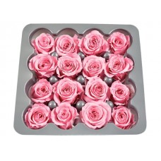 Vrtnice prep. PRINCESA, pastel roza, fi 2-2,5 cm, 16 kosov