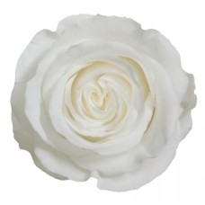 Vrtnice prep. ST, bela, 6 kosov