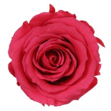 Vrtnice prep. ST, temno pink, 6 kosov