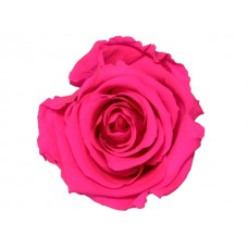 Vrtnice prep. ST, BR pink, 6 kosov