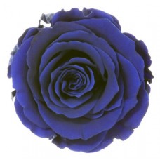 Vrtnice prep. ST, temno modra, 6 kosov