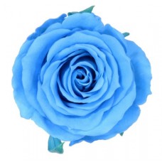 Vrtnice prep. ST, sv. modra, 6 kosov