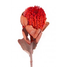 Banksia coccinea, rdeča, 30 kosov