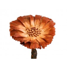 Protea rozeta 8/9 cm, krem natur, 50 kosov