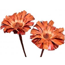 Protea rozeta 8/9 cm, rdeča, 50 kosov