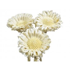 Protea comp. rozete, beljene, 50 kosov