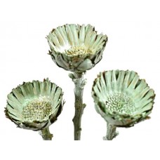 Protea comp. rozete, spring zelena frosted, 50 kosov