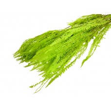 Samambaia, j. zelena, 100 g
