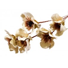 Jaccaranda sestavljen cvet, beljena, 5 kosov