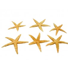 Morske zvezde FLAT medium, natur, 75 kosov