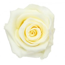 Vrtnice prep. ST, vanilija krem, 6 kosov